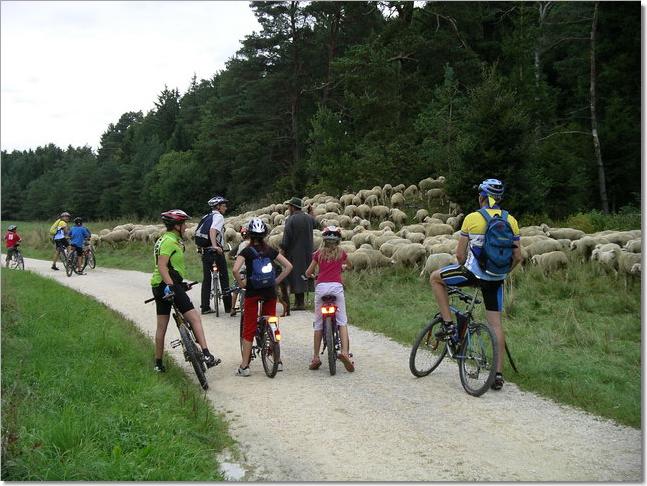 Schafherde
