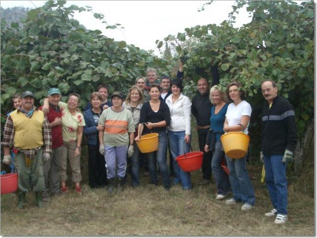 Raccolta dei Kiwi
